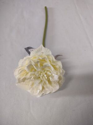 Witte pioenroos