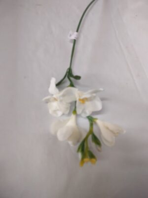 Freesia wit