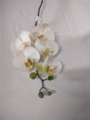 Orchidee wit