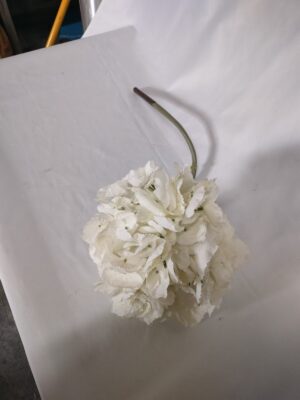 Hortensia wit