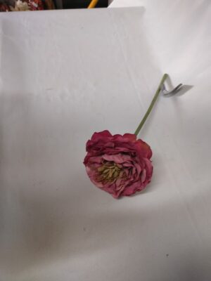 Pioen roos donkerroze