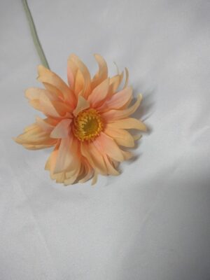 Germini spray Peach