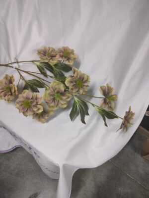 Helleborus spray green