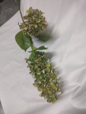 Hydrangea Paniculata
