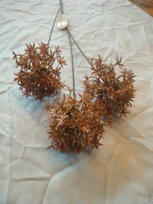Allium spray old pink 62cm