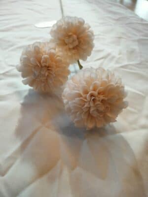 Dahlia Pompon mini spray cream