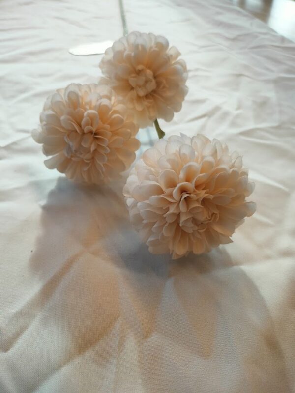 Dahlia Pompon mini spray cream