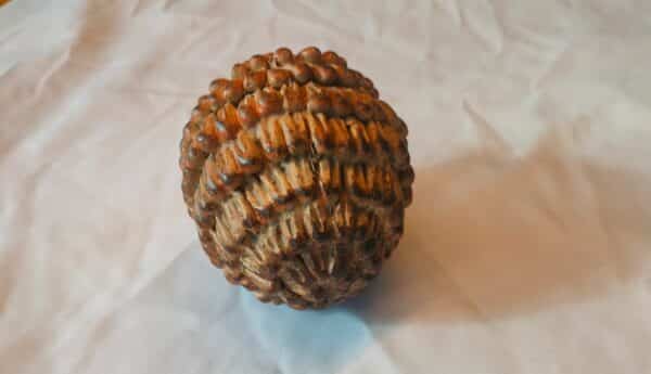 Dennenappel klein
